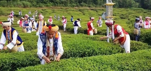 桑植白族茶農采茶.webp.jpg 桑植白族茶農采茶.webp.jpg
