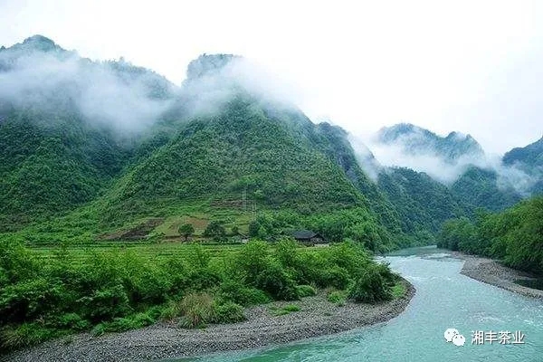 八大公山原始次森林.webp.jpg 八大公山原始次森林.webp.jpg