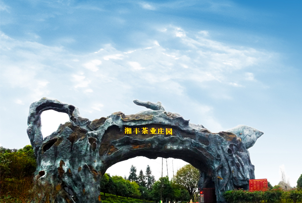 湘豐茶業(yè):一片“綠茶”,香飄全世界 湘豐茶業(yè):一片“綠茶”,香飄全世界