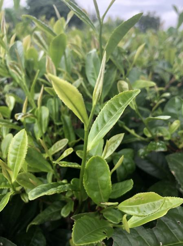 浙農902.png 浙農902.png