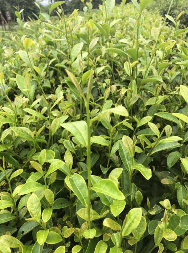 黃芽早.png 黃芽早.png