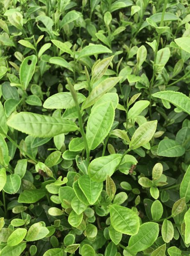 黃芽早1.png 黃芽早1.png