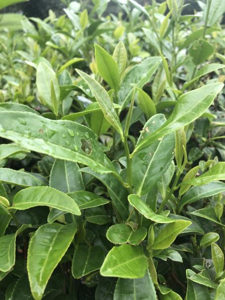 湘波綠2號.png 湘波綠2號.png