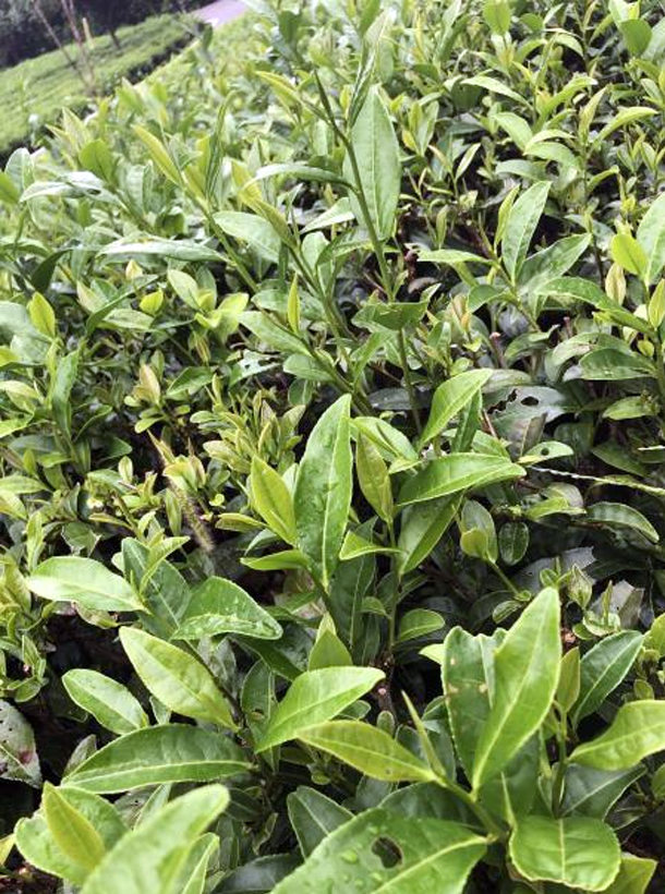 湘波綠2號1.png 湘波綠2號1.png