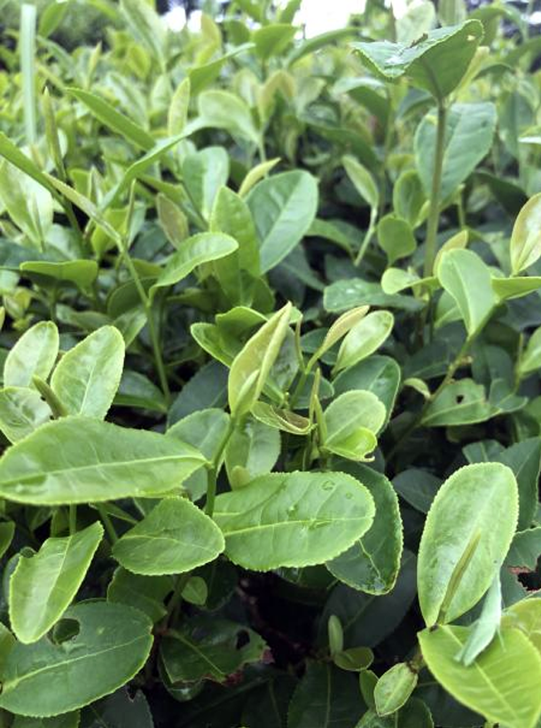 烏牛早.png 烏牛早.png