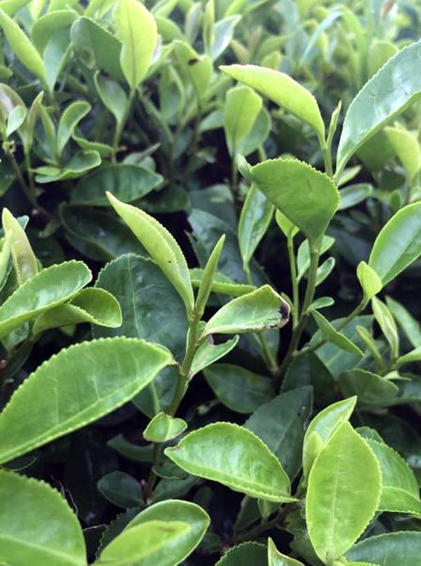 平陽特早 平陽特早