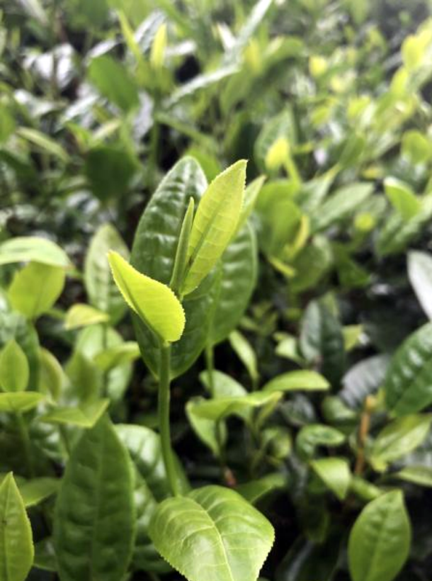 福云8號1.png 福云8號1.png