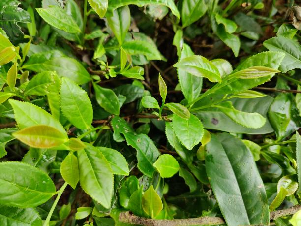 水仙.png 水仙.png