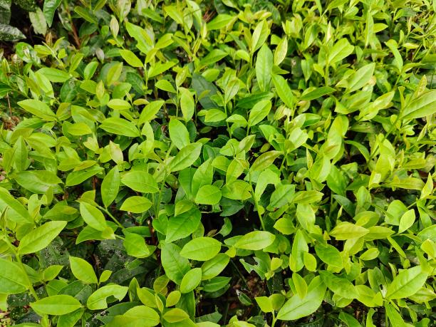 湘豐8號(hào)(08-78) 湘豐8號(hào)(08-78)