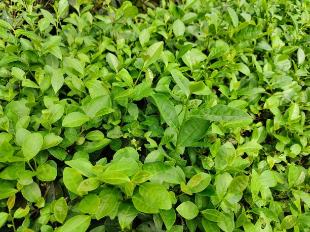 紫娟1.png 紫娟1.png