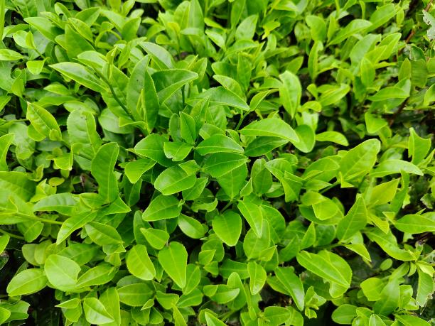 黃金22號(hào) 黃金22號(hào)