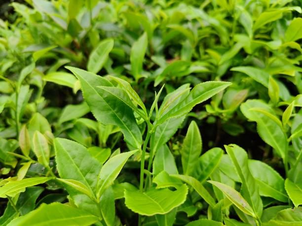 黃金53號.png 黃金53號.png