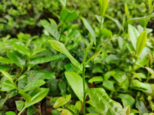 湘豐9號(79-26-11) 湘豐9號(79-26-11)