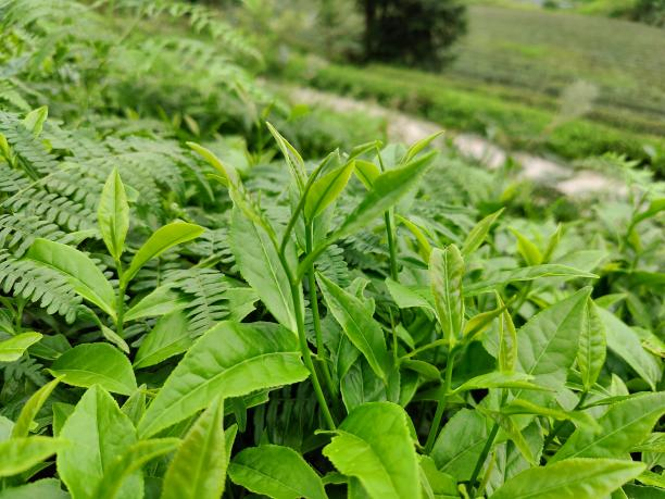 湘豐10號(80-80-18) 湘豐10號(80-80-18)