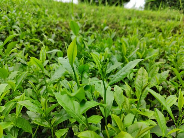 云大72-04 云大72-04