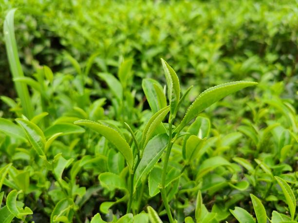 大瑤茶.png 大瑤茶.png