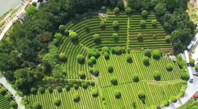 湘豐茶業莊園1.jpg 湘豐茶業莊園1.jpg