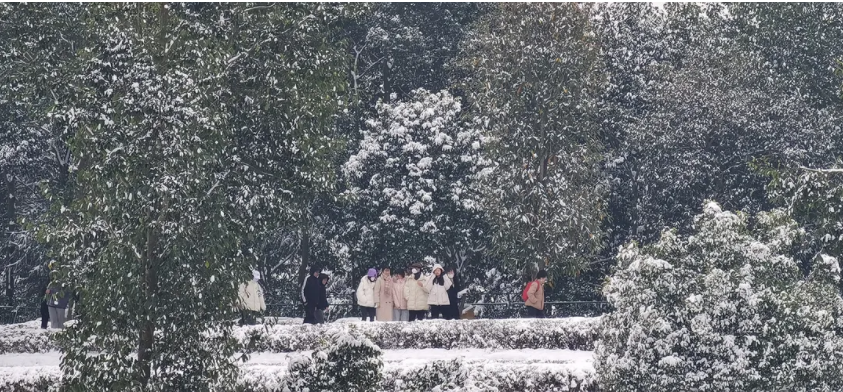 瑞雪兆茶樹,來年茶更甜 瑞雪兆茶樹,來年茶更甜