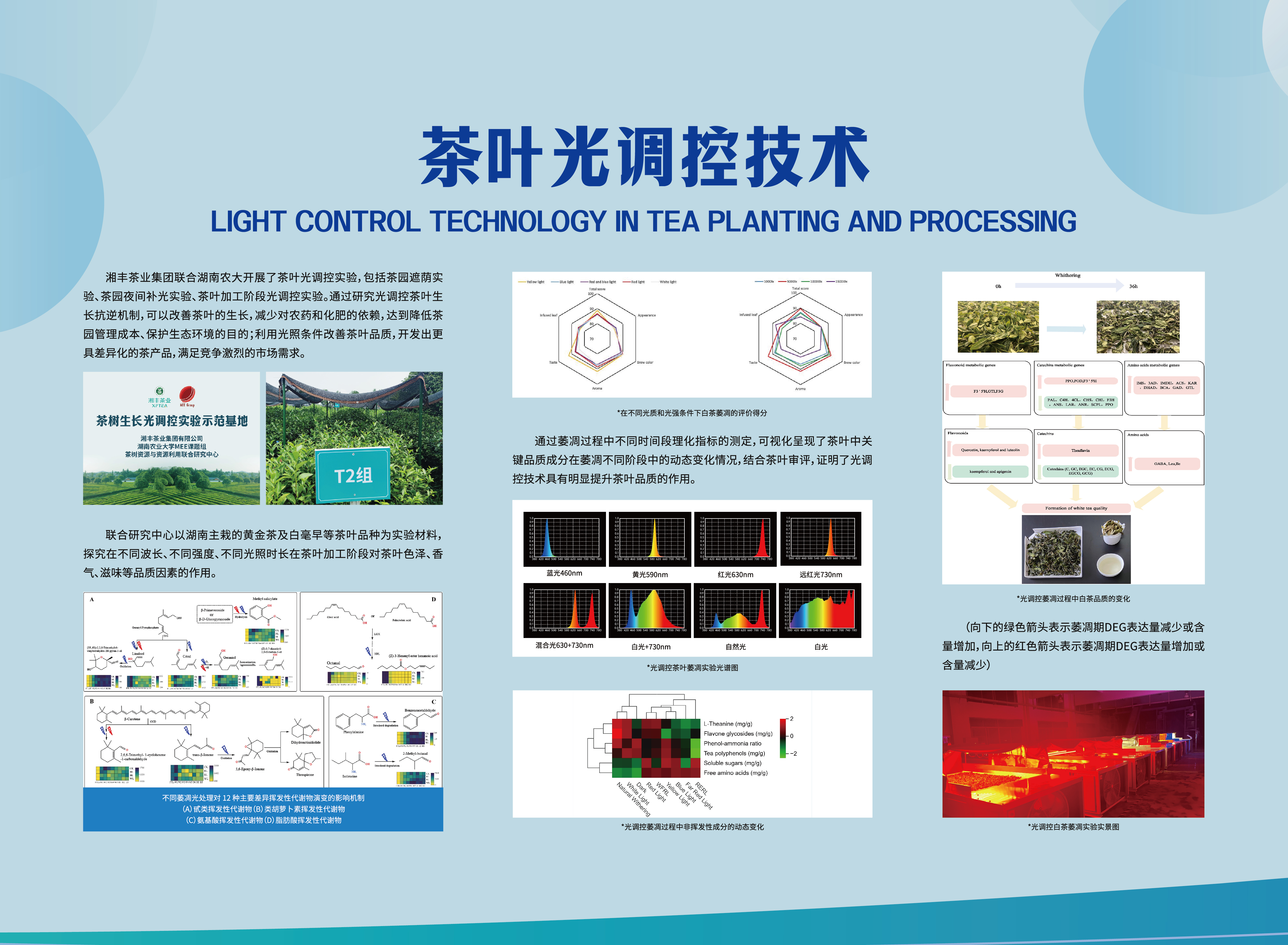 茶葉光調控技術.jpg 茶葉光調控技術.jpg